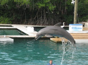 Dolphin at Seaquarium