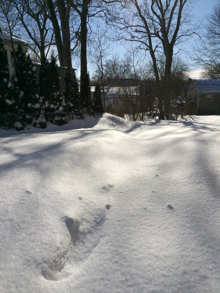 There are two compost bins in this photo. Can you spot them?